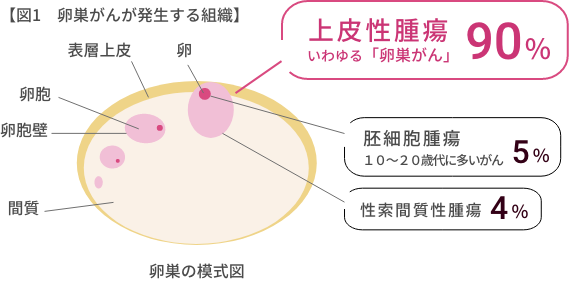 図1　卵巣がんが発生する組織